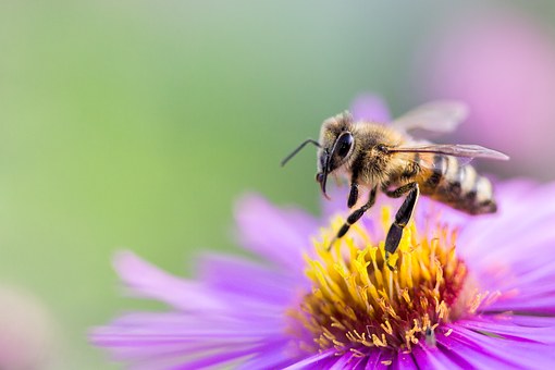 Volksbegehren Rettet die Bienen