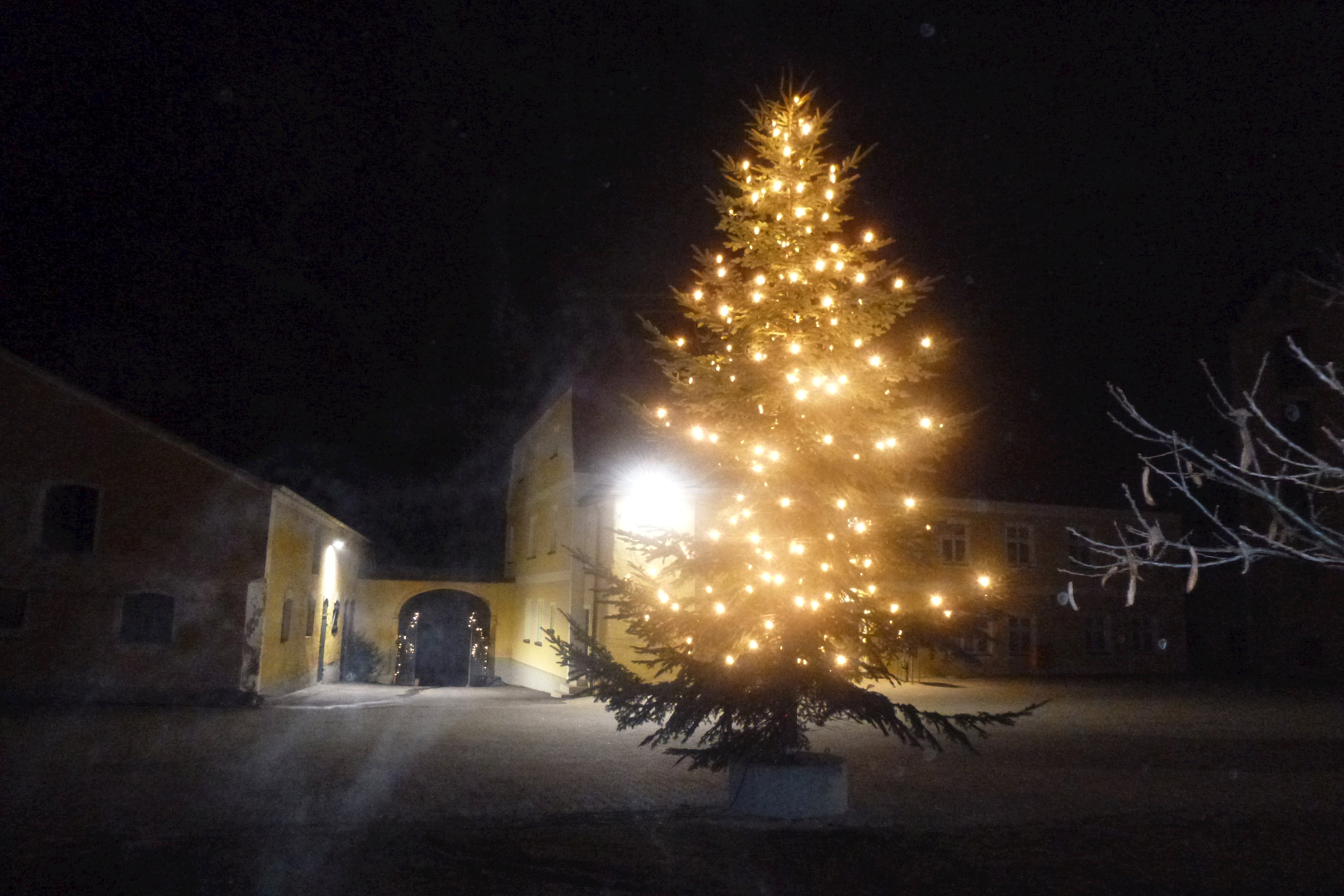 Weihnachtsbaum gesucht