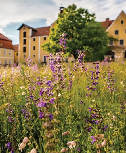 Neu angelegte Wiesen in der Gemeinde haben sich gut entwickelt